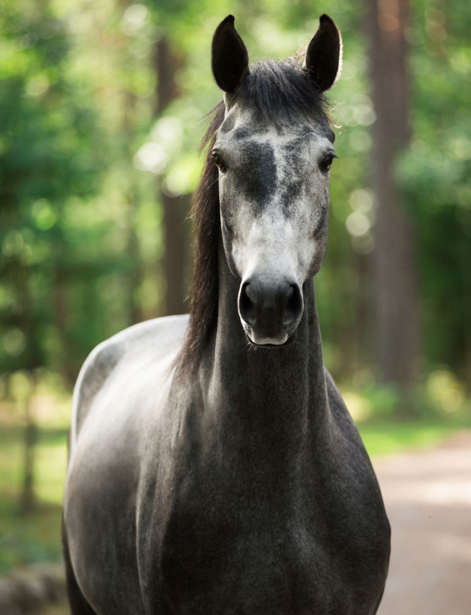 equine-dentistry-strip