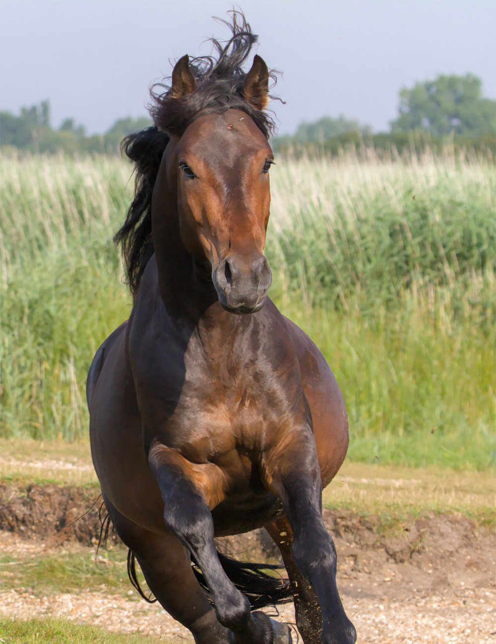 protect-your-horse-with-veterinarian-administered-vaccinations-strip2