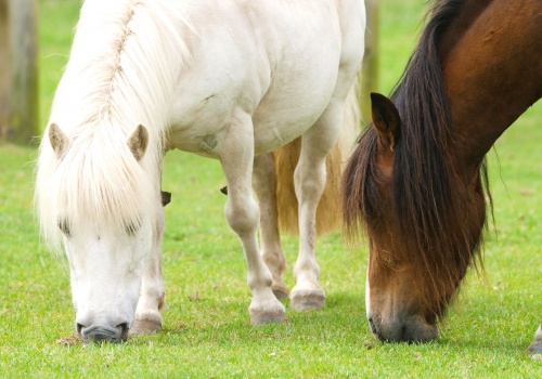 equine-preventative-dental-care-blog-banner