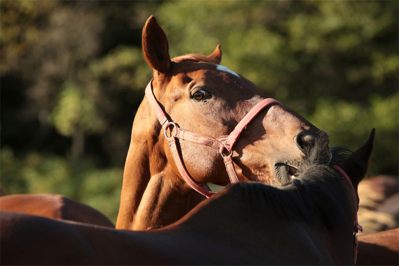 equine-preventative-dental-care-blog-strip3