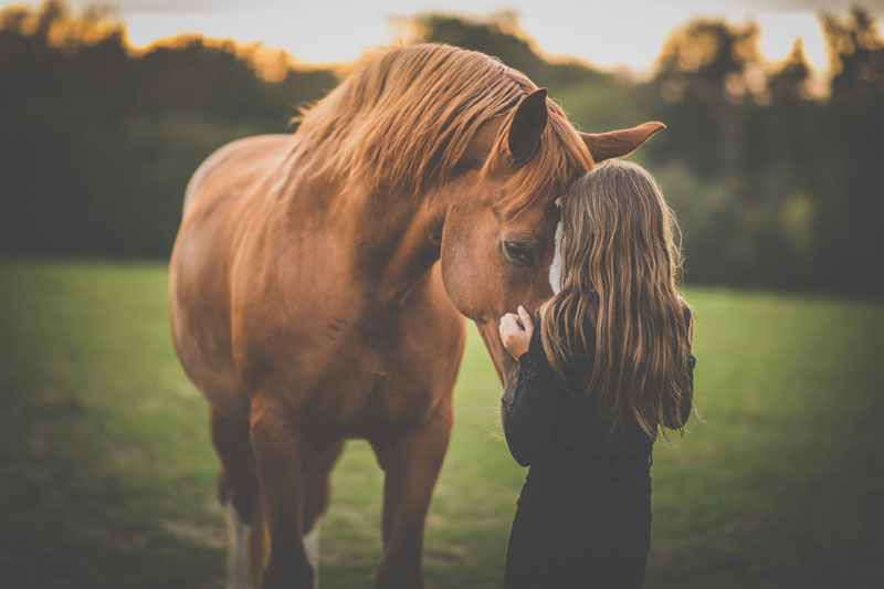 importance-of-equine-vaccines-strip1