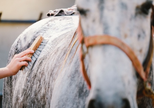 Establishing-a-Grooming-Routine-banner