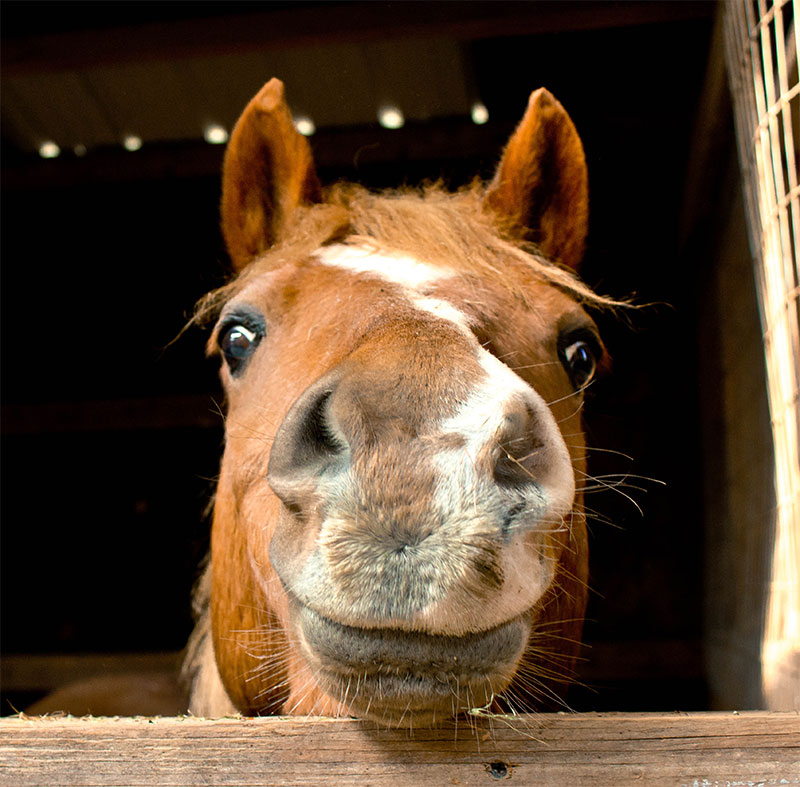 choosing-your-first-horse-strip2