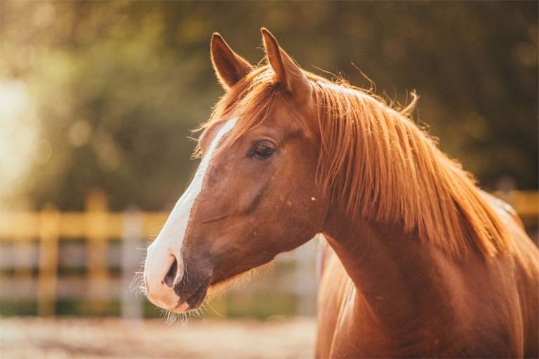 Allergies in Horses Causes, Symptoms, and Treatments Wappingers