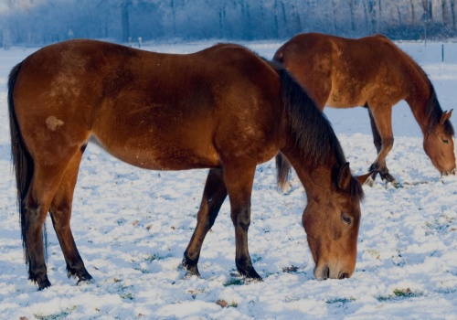 cold-weather-care-for-horses-banner