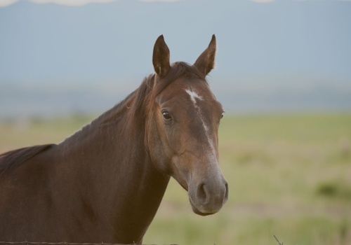 is-my-horse-too-skinny-banner