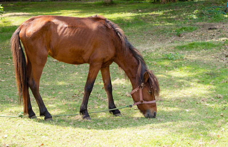 is-my-horse-too-skinny-strip1