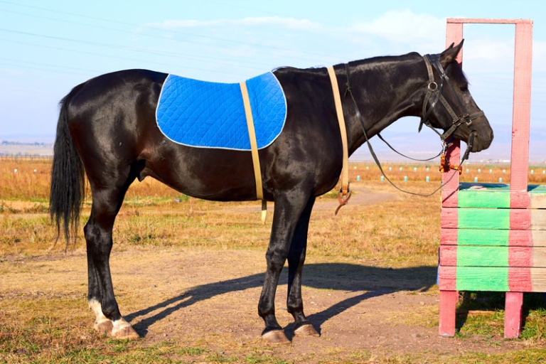 Is My Horse Too Skinny? How to Tell If Your Horse Is Underweight