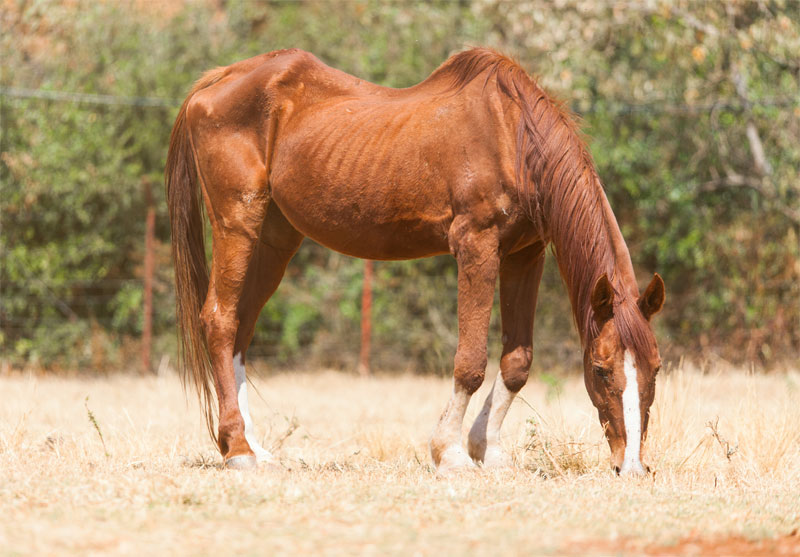 is-my-horse-too-skinny-strip3