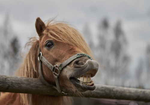 what-causes-equine-dental-problems-banner