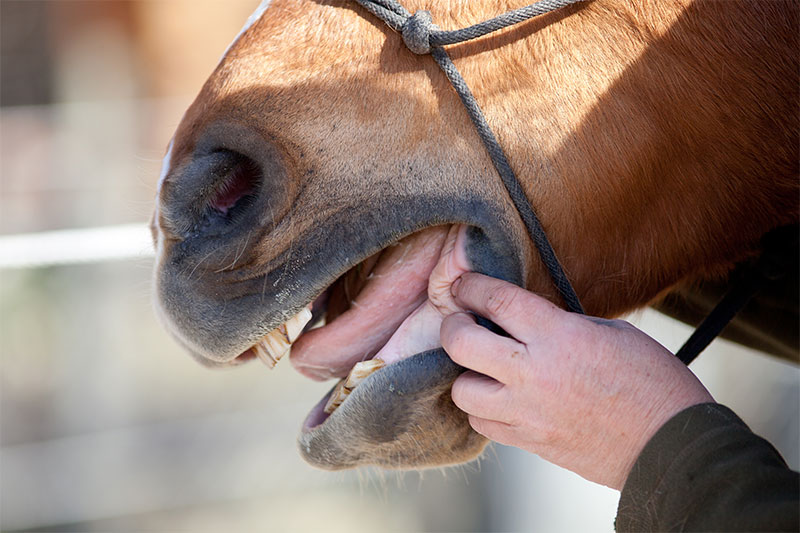 what-causes-equine-dental-problems-strip1