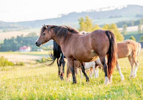 how-to-control-and-prevent-parasites-in-horses-banner