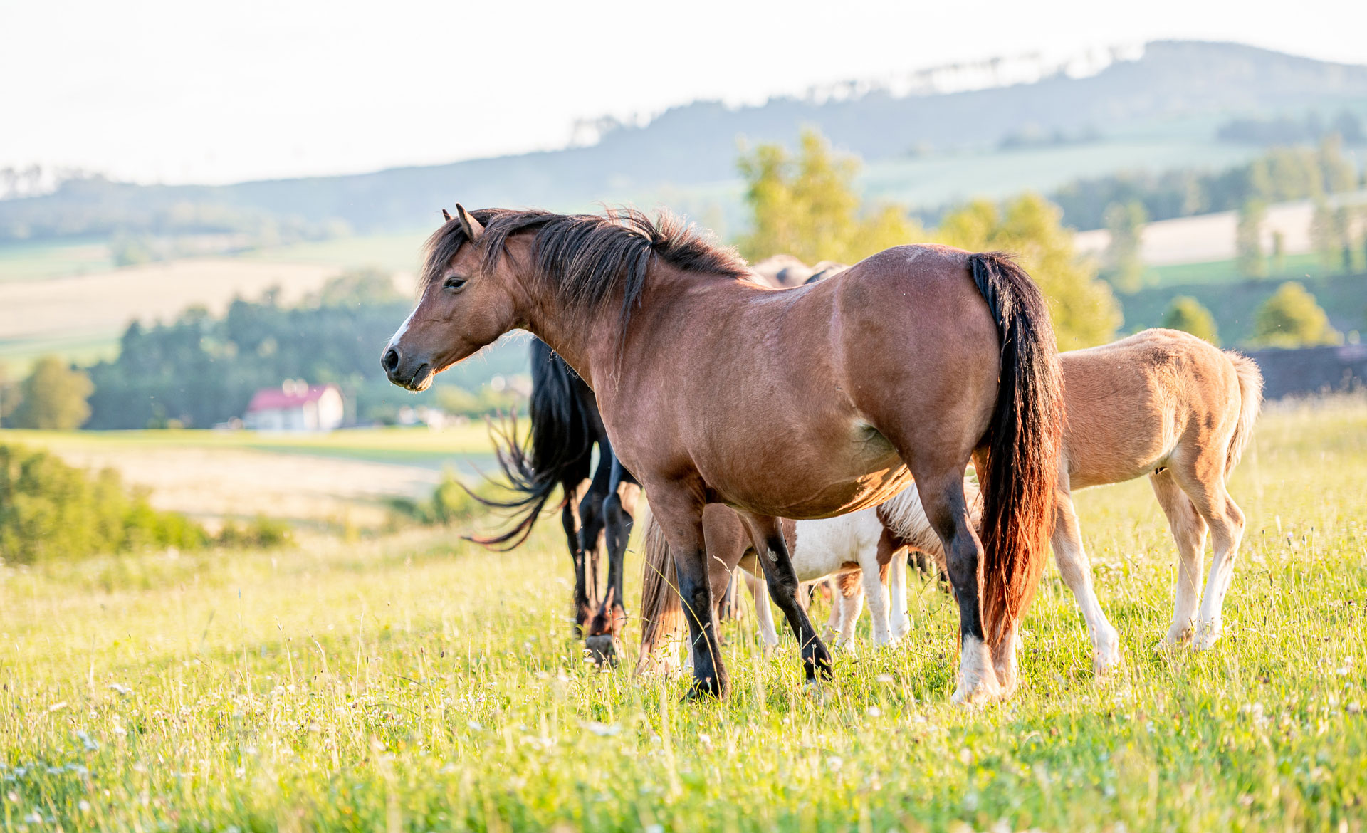 Preventing Horse Parasites Hudson Valley NY Advanced Equine