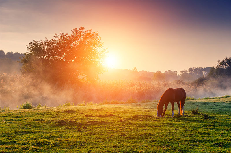 how-to-control-and-prevent-parasites-in-horses-strip3