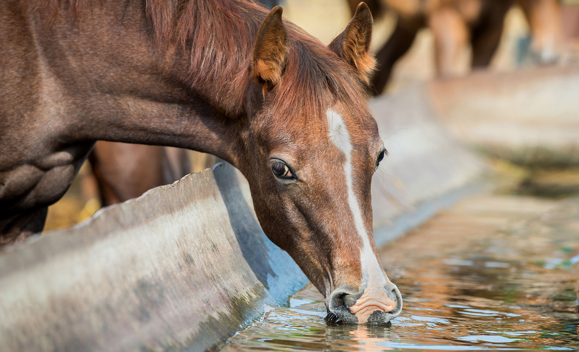Horse Owner Tips Archives - Advanced Equine Horse Owner Tips Archives - Advanced Equine
