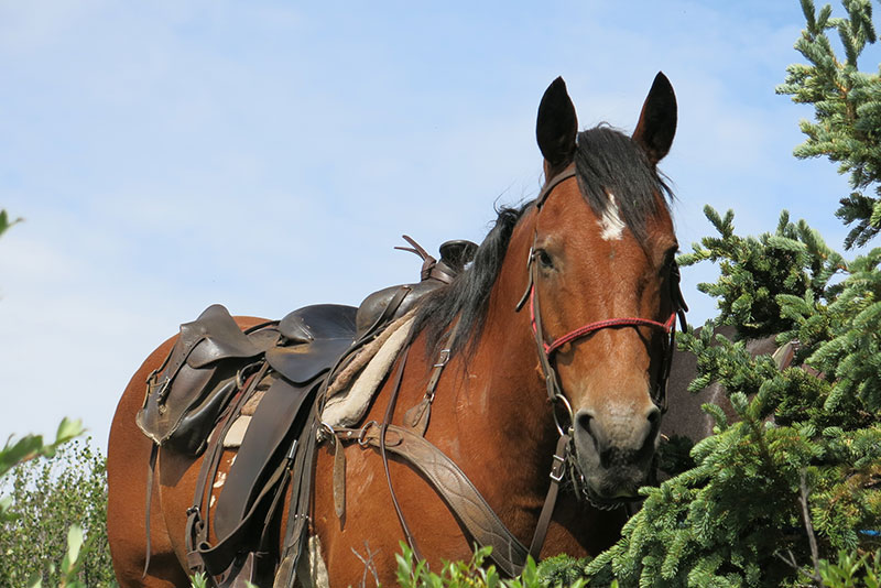 is-your-horse-ready-for-the-summer_strip1