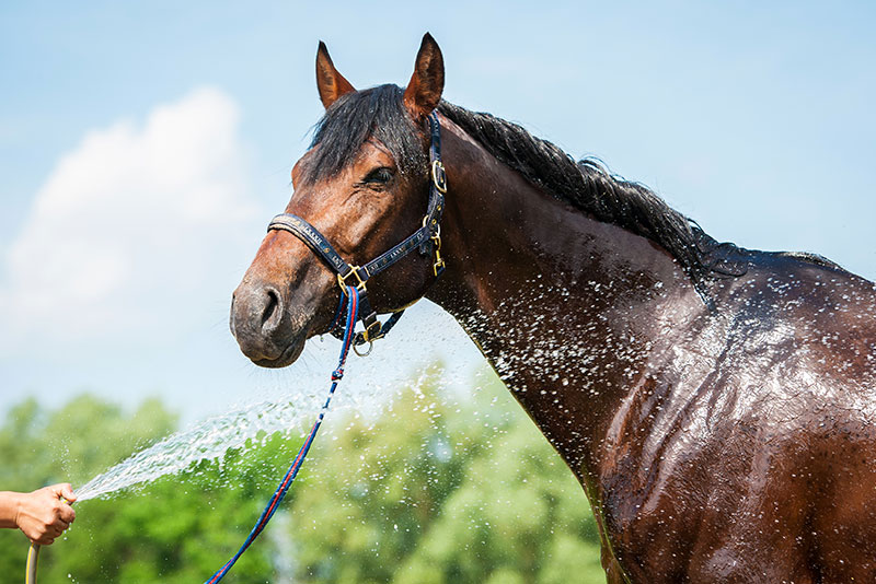 is-your-horse-ready-for-the-summer_strip2