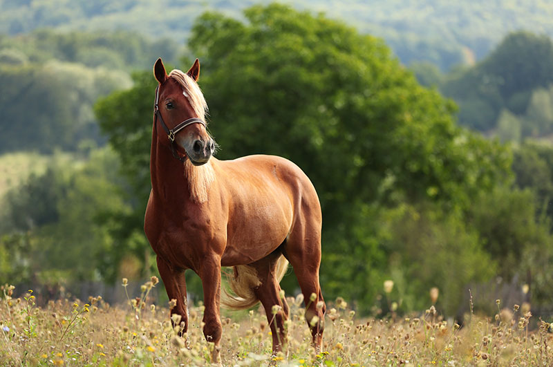 is-your-horse-ready-for-the-summer_strip2