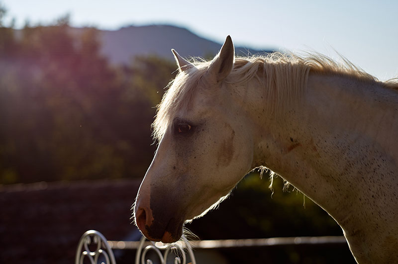 is-your-horse-ready-for-the-summer_strip3