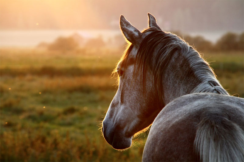 is-my-horse-dehydrated-how-to-recognize-equine-dehydration-strip3