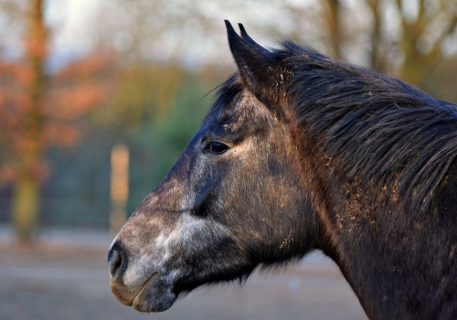 aging-gracefully-pain-management-for-older-horses