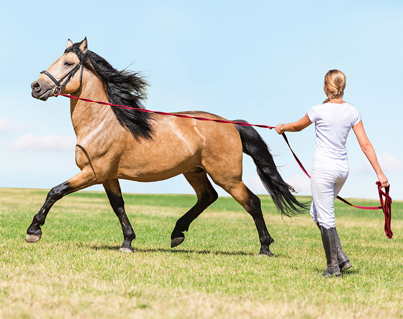 equine-tips-how-to-properly-train-your-horse-strip1