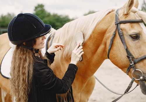 equine-tips-how-to-properly-train-your-horse-strip3