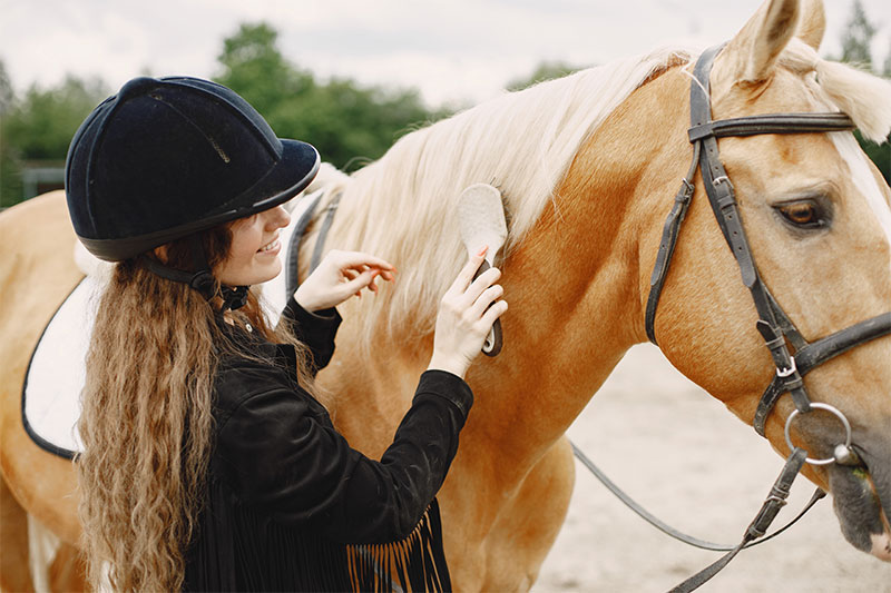 equine-tips-how-to-properly-train-your-horse-strip3