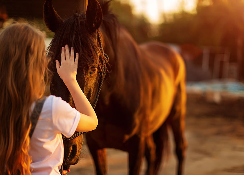 its-spooky-season-common-things-that-frighten-horses-and-how-to-handle-them-safely-strip2