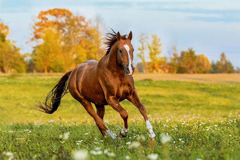 its-spooky-season-common-things-that-frighten-horses-and-how-to-handle-them-safely-strip4