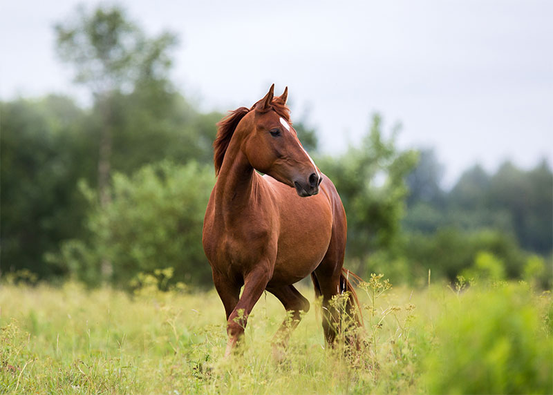 what-you-should-know-about-stomach-ulcers-in-horses-during-gi-health-month-strip1