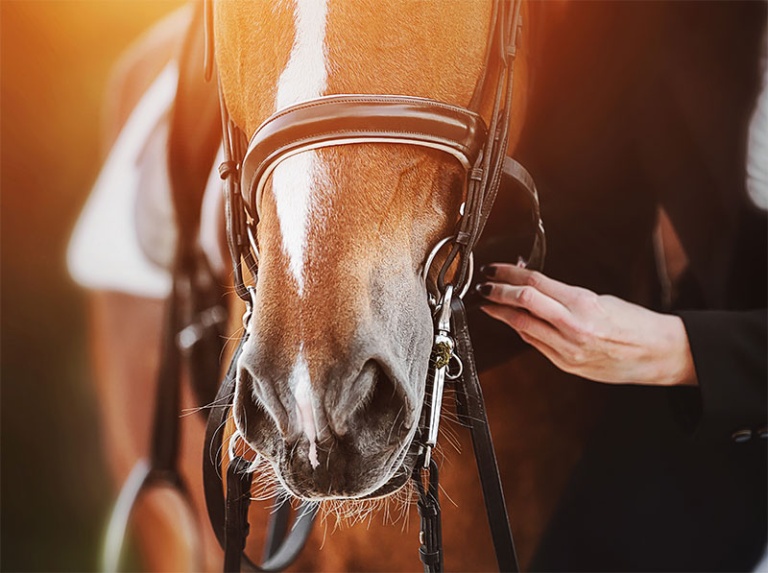What You Need to Know About Stomach Ulcers in Horses Hudson Valley
