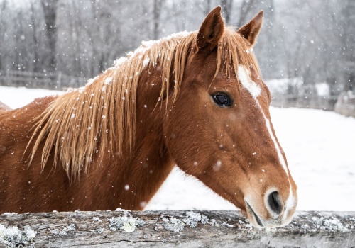 how-to-care-for-your-horse-in-winter-banner
