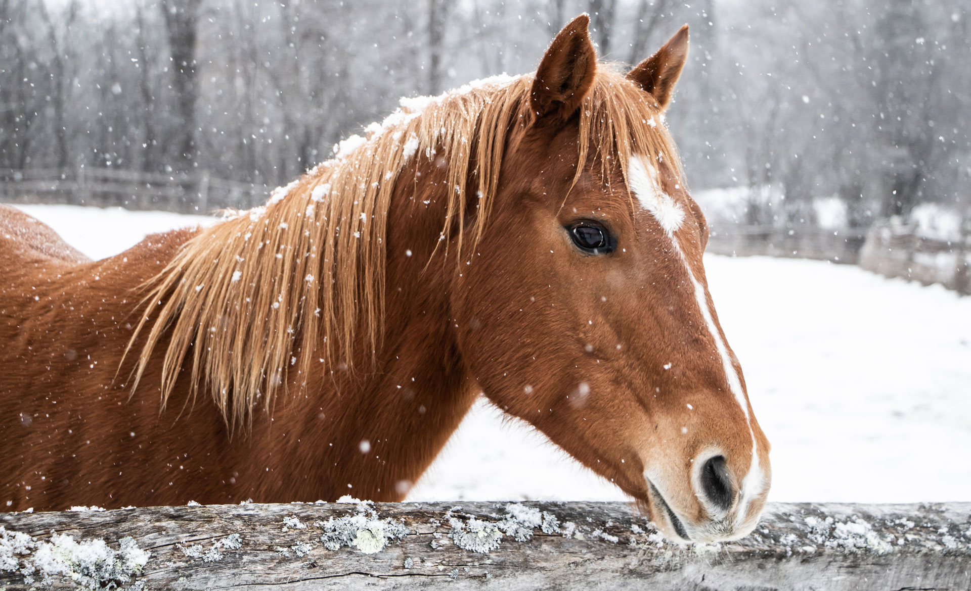 how-to-care-for-your-horse-in-winter-banner