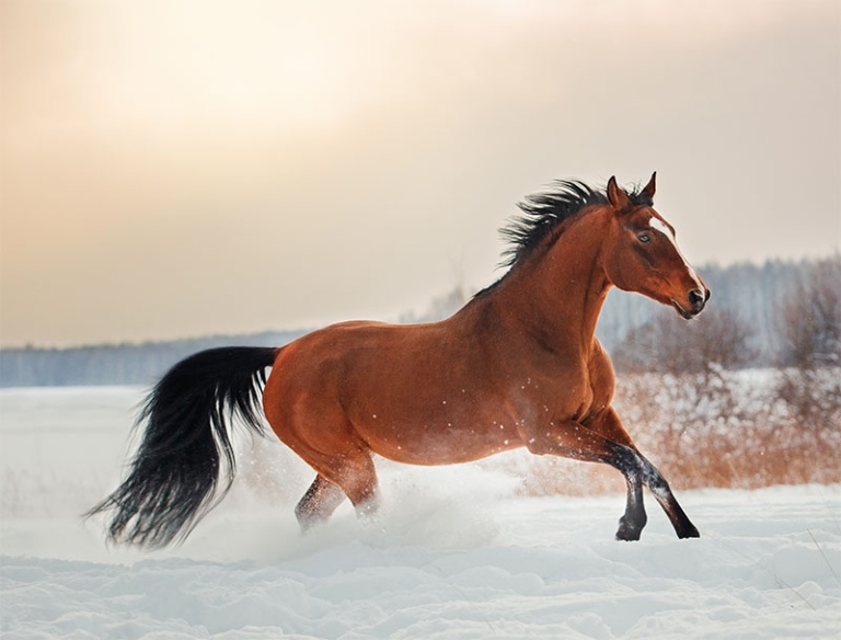 How to Care for Your Horse in Winter Hudson Valley, NY Advanced Equine