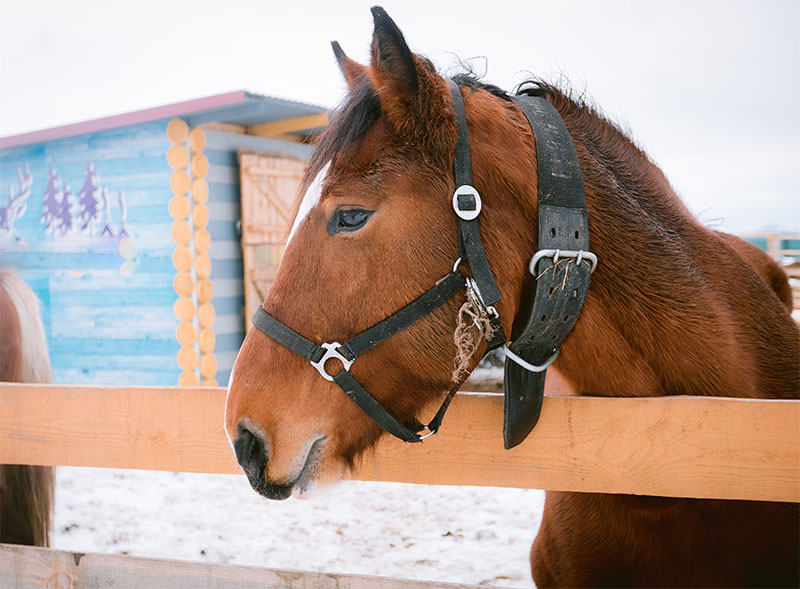 how-to-care-for-your-horse-in-winter-strip2