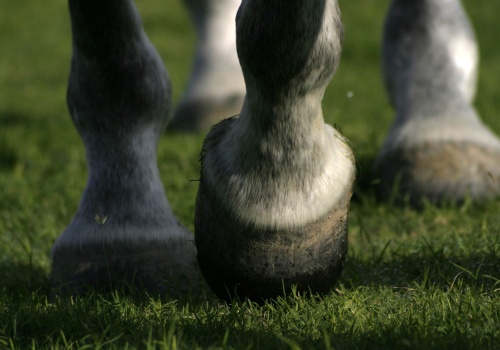 caring-for-your-horses-hooves-5-tips-banner