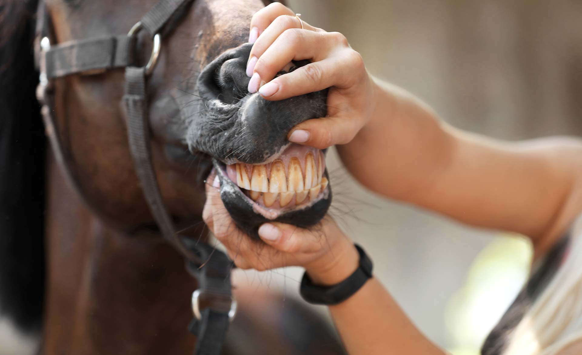 eotrh-dental-disease-in-horses-common-causes-symptoms-treatment-banner
