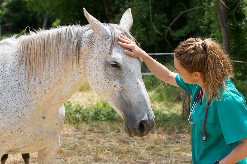eotrh-dental-disease-in-horses-common-causes-symptoms-treatment-strip4