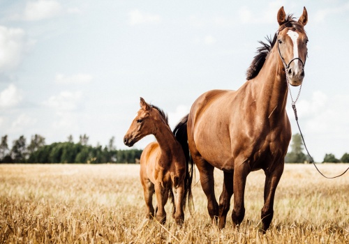 importance-of-pre-purchase-exams-for-horses-expert-advice-from-advanced-equine-of-the-hudson-valley-banner