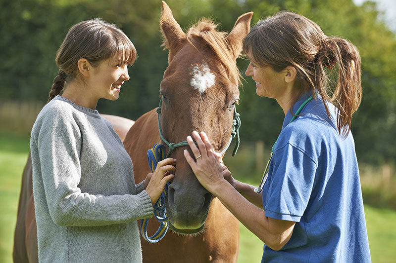 importance-of-pre-purchase-exams-for-horses-expert-advice-from-advanced-equine-of-the-hudson-valley-strip4