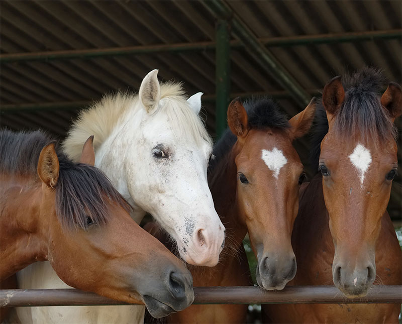 preparing-your-horse-for-disaster-tips-from-a-trusted-equine-veterinarian-strip1