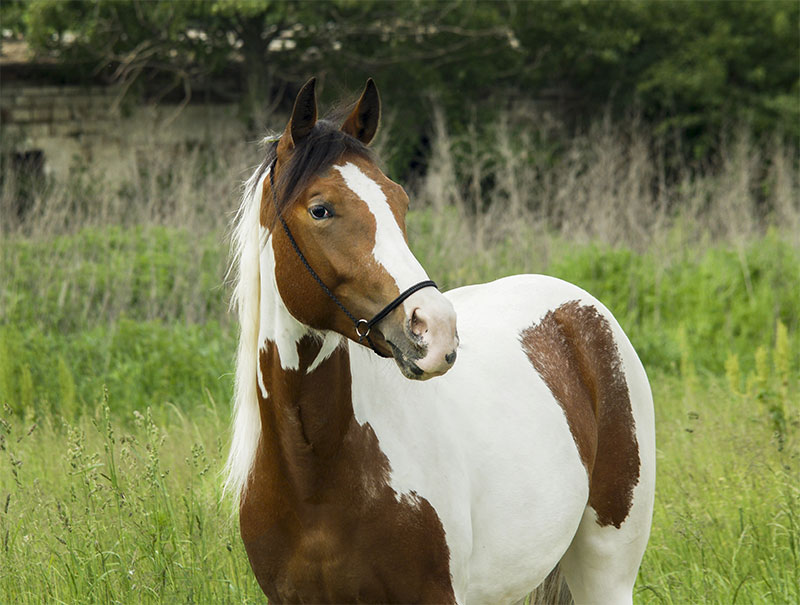 preparing-your-horse-for-disaster-tips-from-a-trusted-equine-veterinarian-strip2