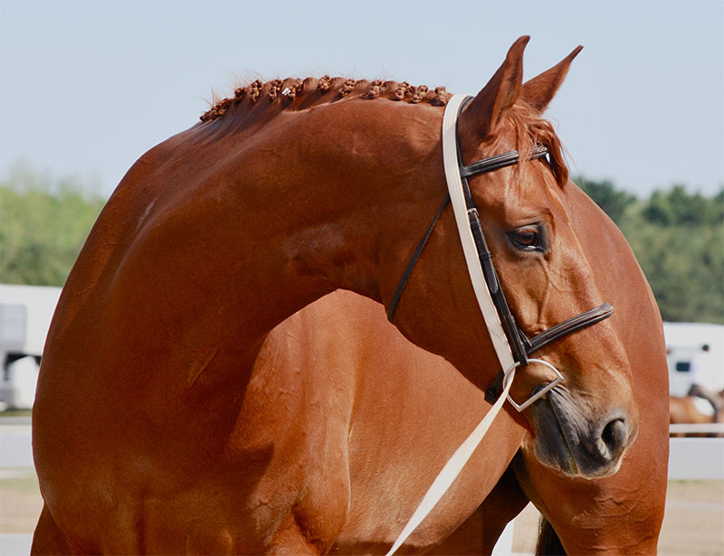 preparing-your-horse-for-disaster-tips-from-a-trusted-equine-veterinarian-strip4