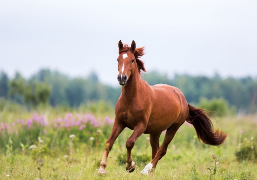 managing-seasonal-allergies-in-horses-a-guide-for-owners-banner