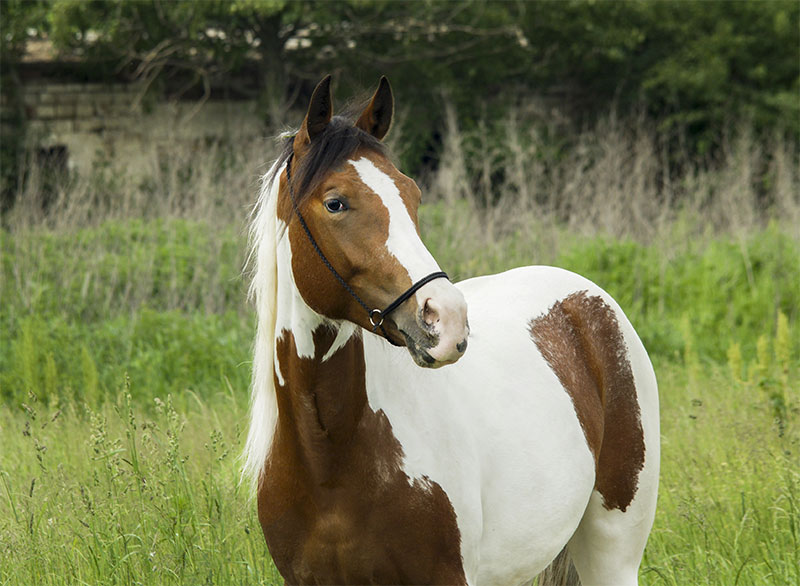 managing-seasonal-allergies-in-horses-a-guide-for-owners-strip1