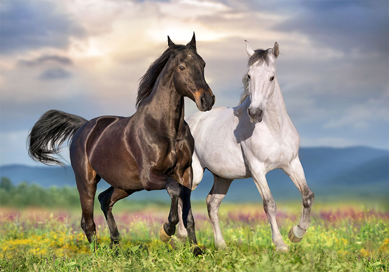 managing-seasonal-allergies-in-horses-a-guide-for-owners-strip4
