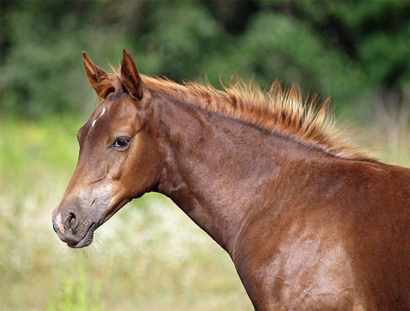 equine-cushings-ppid-understanding-detection-and-treatment-strip1