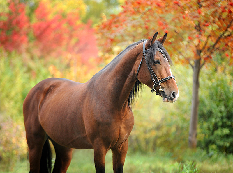 equine-cushings-ppid-understanding-detection-and-treatment-strip2