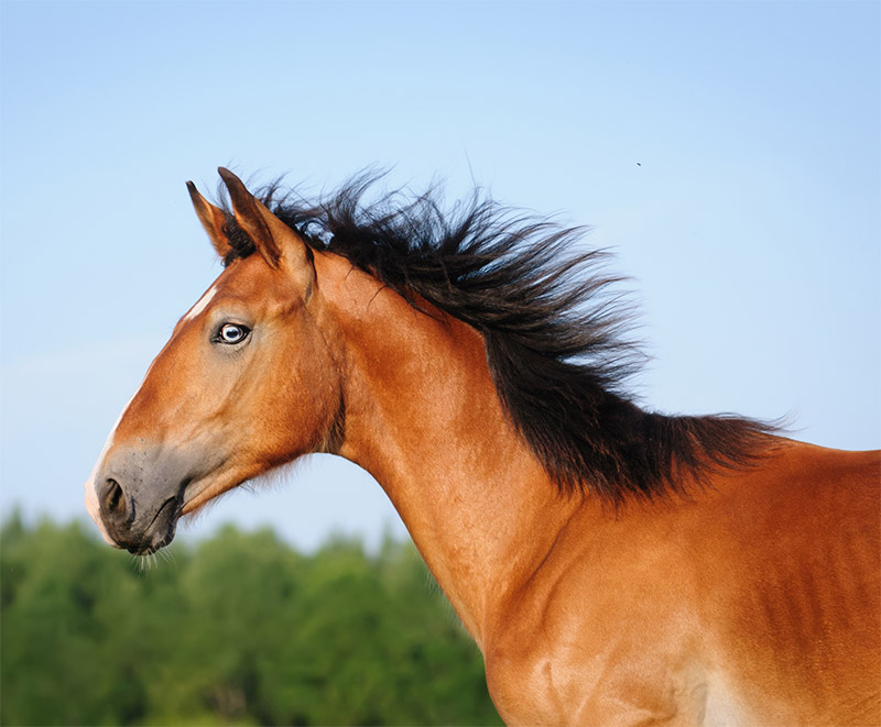 equine-cushings-ppid-understanding-detection-and-treatment-strip4